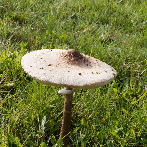 Billede på lærred Macrolepiota procera | Lépiote élevée , champignon comestible au chapeau en form