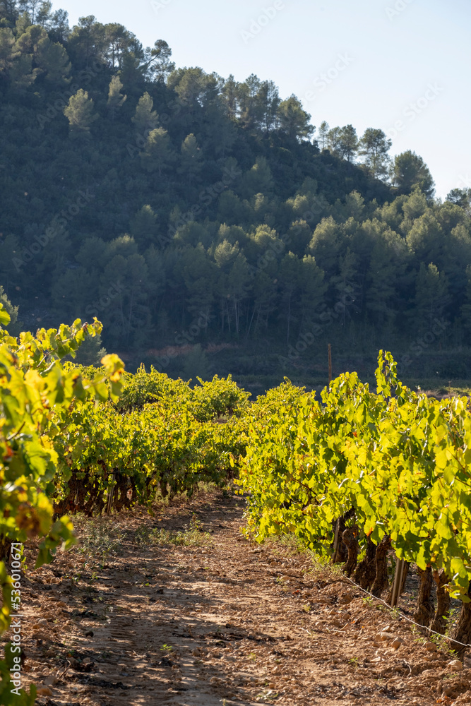 Vineyards in Subirats in Penedes wine region in Catalonia Spain