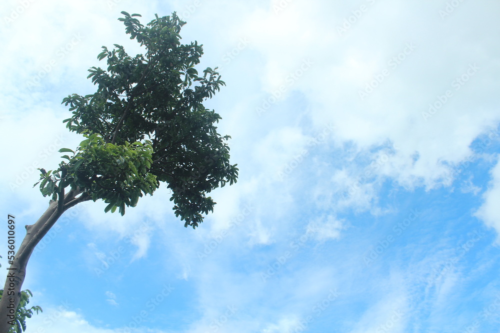 Obraz premium tree and sky