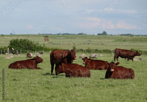 A small herd of red angus cows in a farmer's field in Essex, UK.  photo