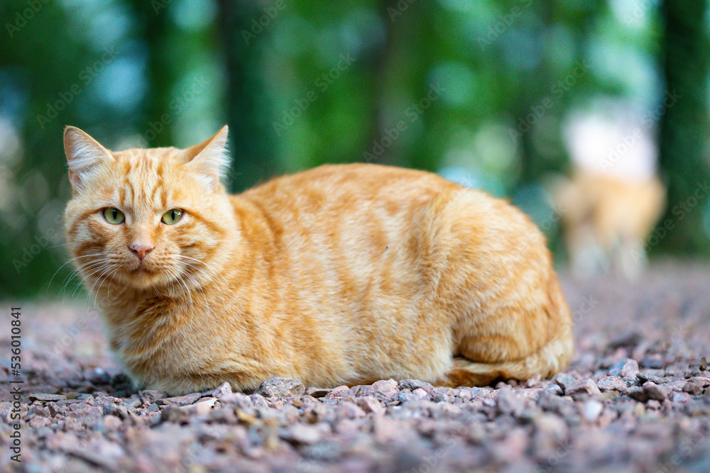 Retrato de un gato domestico en el campo mirando a càmara Retrato de un gato domestico en el campo mirando a càmara
