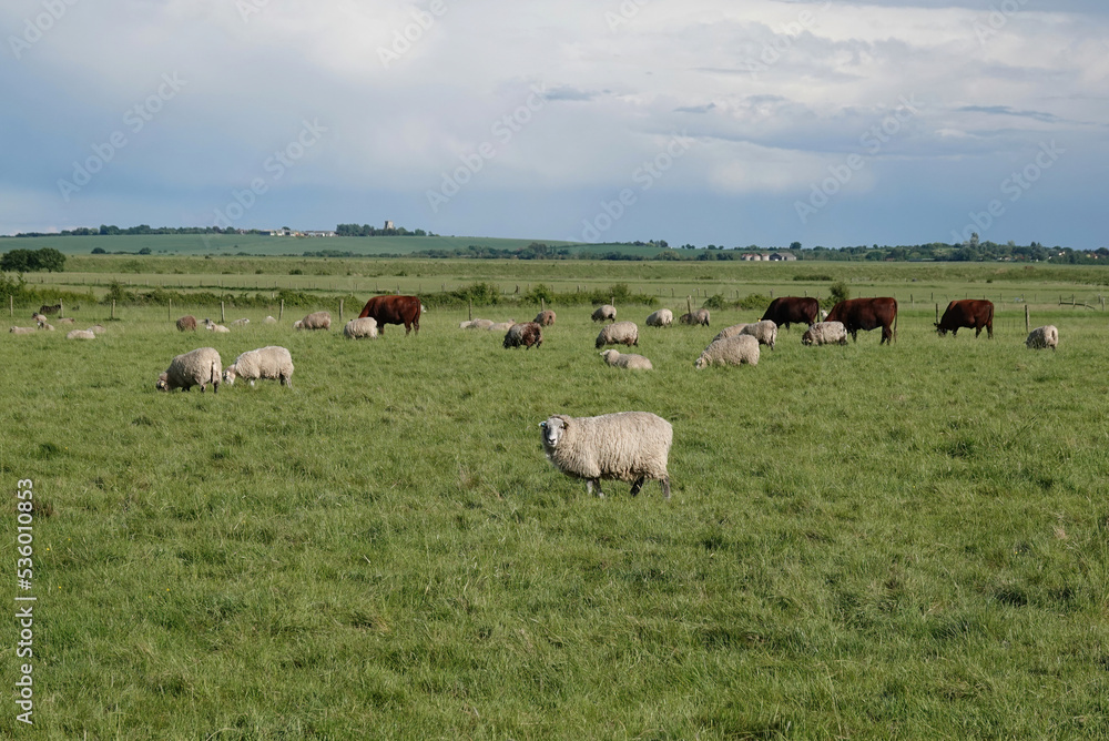 A flock of sheep and a small herd of cows in a farmer's field in Essex, UK. A flock of sheep and a small herd of cows in a farmer's field in Essex, UK.
