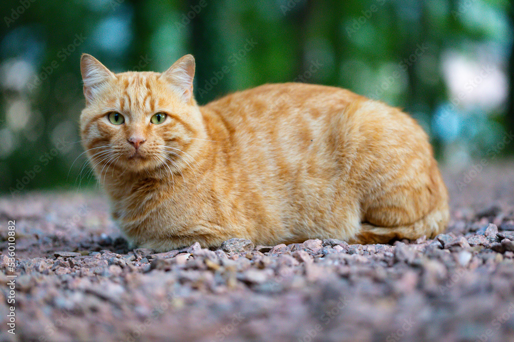 Retrato de un gato domestico en el campo Retrato de un gato domestico en el campo
