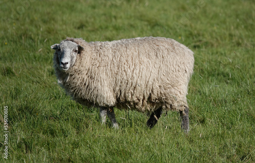 A sheep with a woolly fleece standing in a filed and looking at the camera. 