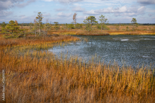 Belarusian swamp lake in Yelnya Belarus in autumn. Ecosystems environmental problems climate change.