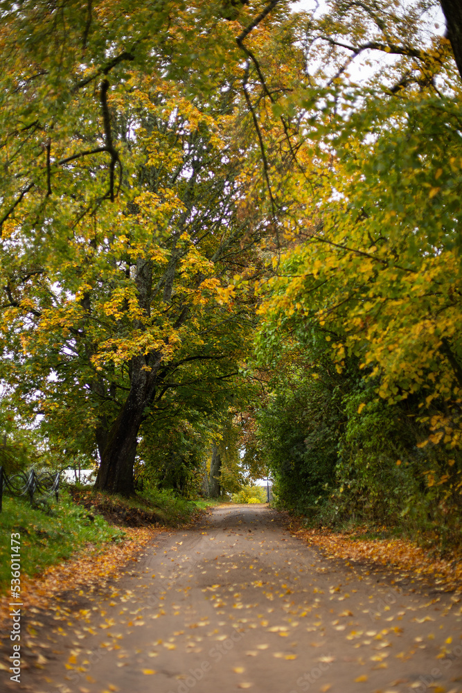 yellowed autumn trees along the winding roadside