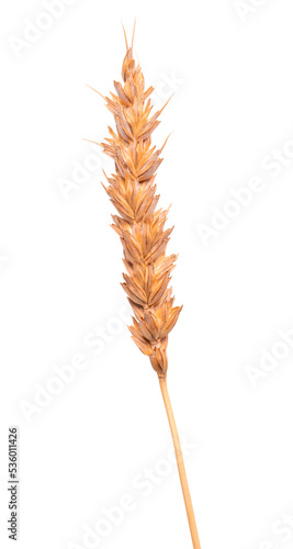 Single ripe dry yellow wheat crop widely cultivated for its seed, a cereal grain is a source of multiple nutrients and dietary fiber isolated on white background