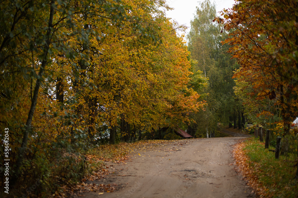 yellowed autumn trees along the winding roadside