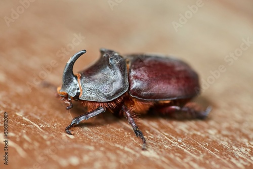 Insect rhinoceros beetle on a wooden surface. Rare animals of our planet. © Fotoproff