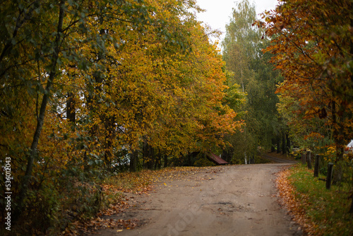 Fototapeta Naklejka Na Ścianę i Meble -  yellowed autumn trees along the winding roadside