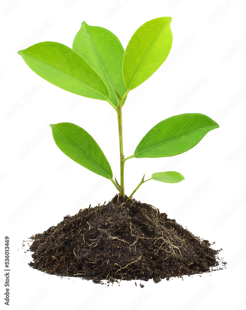 young green plant and soil - obrazy, fototapety, plakaty 