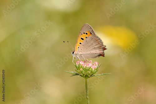 A small copper (Lycaena phlaeas) perching on a flower © cilicia