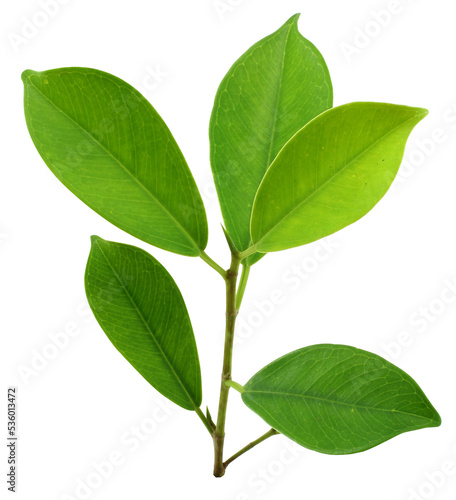 young green plant