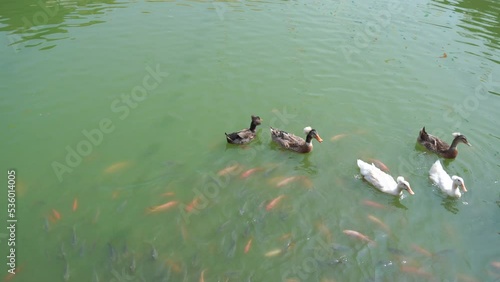 White heavy duck  America Pekin swimming with group of koi fish in the morning in a green water pond, Domestic Ducks In Countryside Land. feeding fishes.