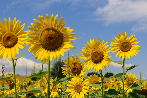 Large sunflower  Helianthus annuus  inflorescences  second row in focus  and weeds  Chenopodium album  between them  blue blurry sky above