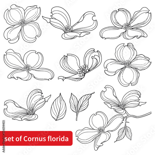Set with outline American dogwood or Cornus Florida flowers and leaves in black isolated on white background.  photo