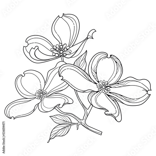 Twig of outline American dogwood or Cornus Florida with flowers and leaves in black isolated on white background. 