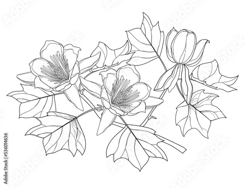 Branch with outline Liriodendron or tulip tree flower and leaves in black isolated on white background.  photo