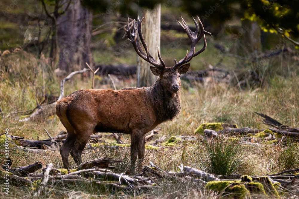 Obraz premium deer with antlers looking at camera
