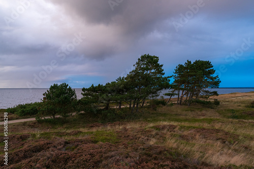Ringkøbing Fjord lake near skaven strand, bork havn at sunset with shore and lake, grass, trees and heather flowers