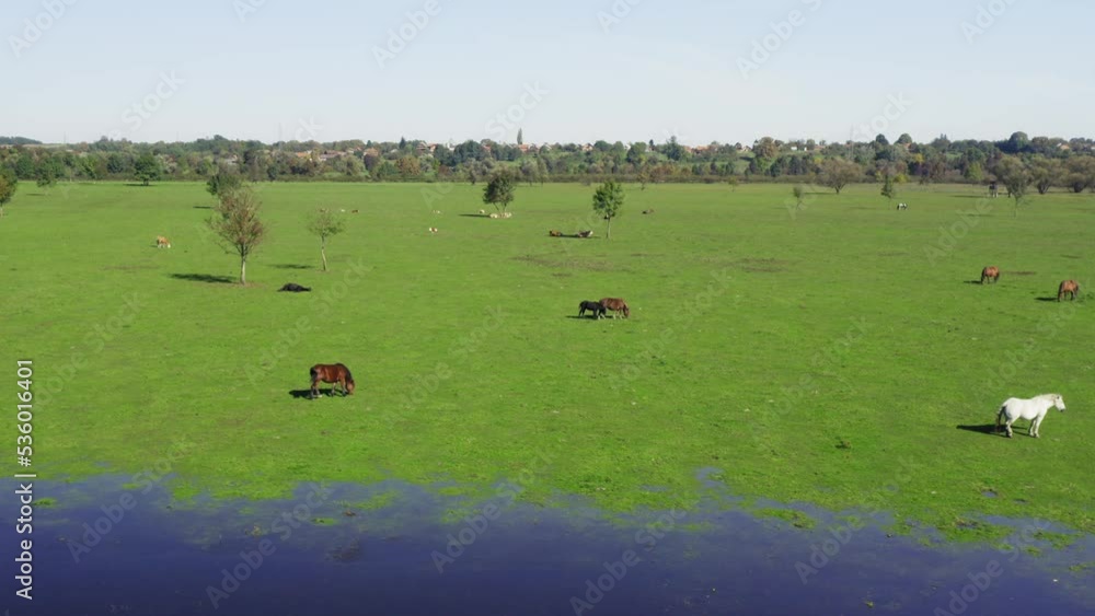 Aerial view of the flooded pasture with horses, Lonjsko polje, Croatia Aerial view of the flooded pasture with horses, Lonjsko polje, Croatia