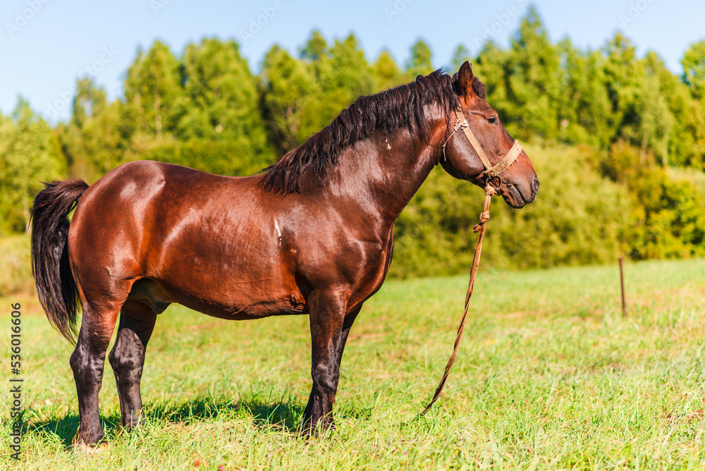 Brown Workhorse standing in a farmfield on a summer day.In a background outdoors nature trees.