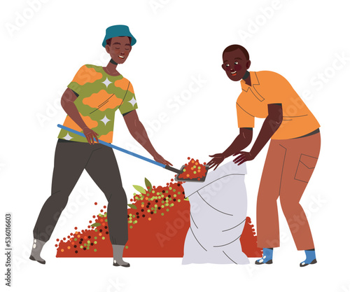Man Character Harvesting Coffee Pouring Fresh Fruit in Sack with Shovel Vector Illustration