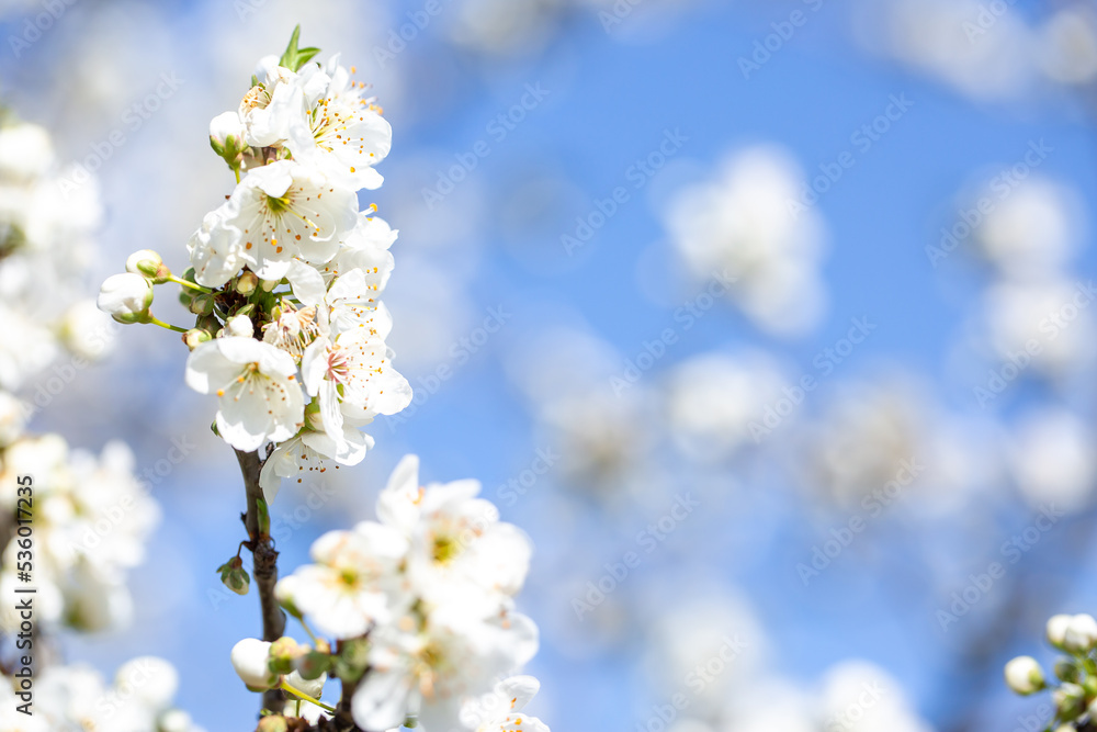 White flowers bloom in the trees. Spring landscape with blooming sakura tree. Beautiful blooming garden on a sunny day. Copy space for text. White flowers bloom in the trees. Spring landscape with blooming sakura tree. Beautiful blooming garden on a sunny day. Copy space for text.