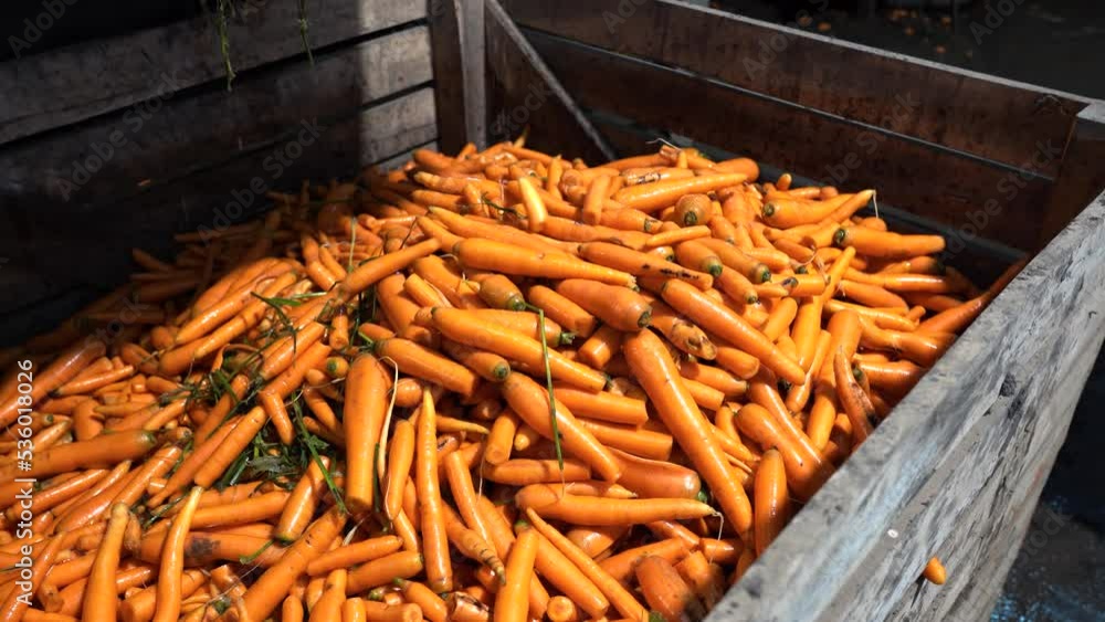 Stockvideon Industrial Carrot Sorting And Grading Carrots Are First   1000 F 536018026 DGqJ9434ZSi2U16xelRUawFGBnhsMEsq 