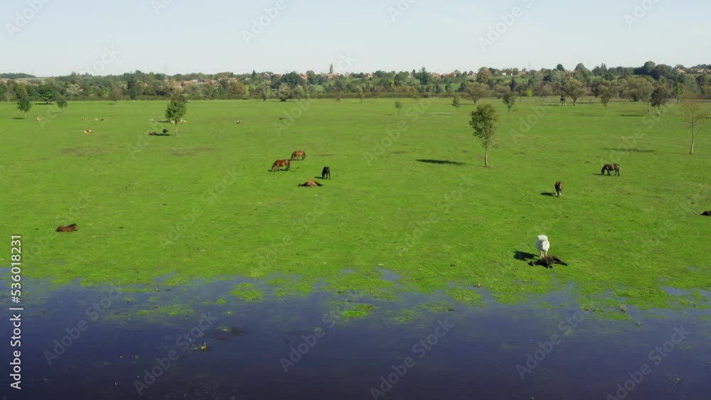 Aerial view of the flooded pasture with horses, Lonjsko polje, Croatia Aerial view of the flooded pasture with horses, Lonjsko polje, Croatia