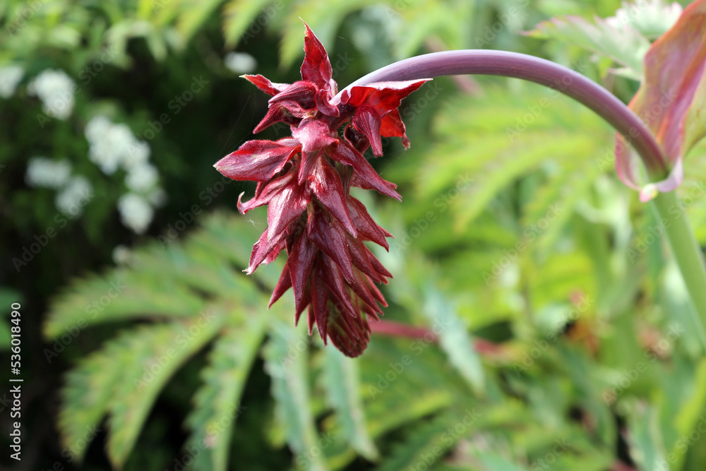 Melianthus major, Giant Honey Flower Melianthus major, Giant Honey Flower