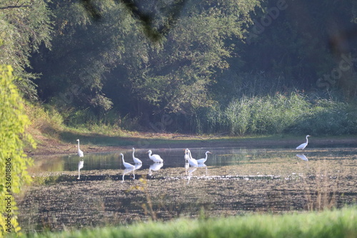 riverside landscape with a group of egrets fishing in the sunshine