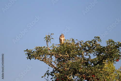 a buzzard is sitting in an apple tree