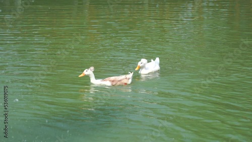 Couple white heavy duck also known as America Pekin swimming in the morning in a green water pond  Domestic Ducks In Countryside Land.