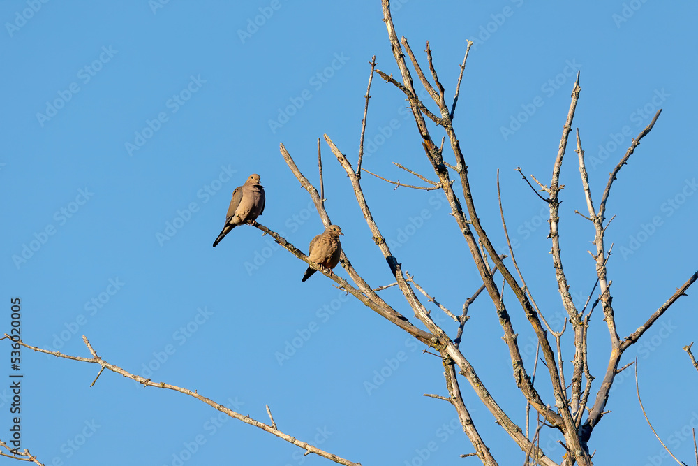 The mourning dove (Zenaida macroura) also known as the American mourning dove, the rain dove, and colloquially as the turtle dove, and was once known as the Carolina pigeon and Carolina turtledove The mourning dove (Zenaida macroura) also known as the American mourning dove, the rain dove, and colloquially as the turtle dove, and was once known as the Carolina pigeon and Carolina turtledove