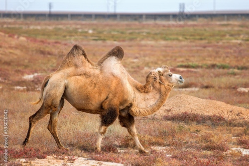 Photography Bactrian camel