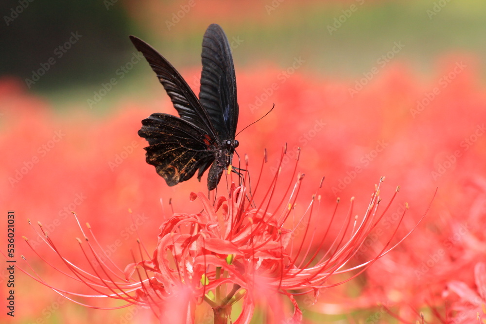 Fototapeta premium 曼珠沙華で休む蝶