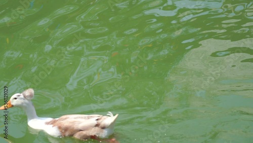 Couple white heavy duck also known as America Pekin swimming in the morning in a green water pond  Domestic Ducks In Countryside Land.