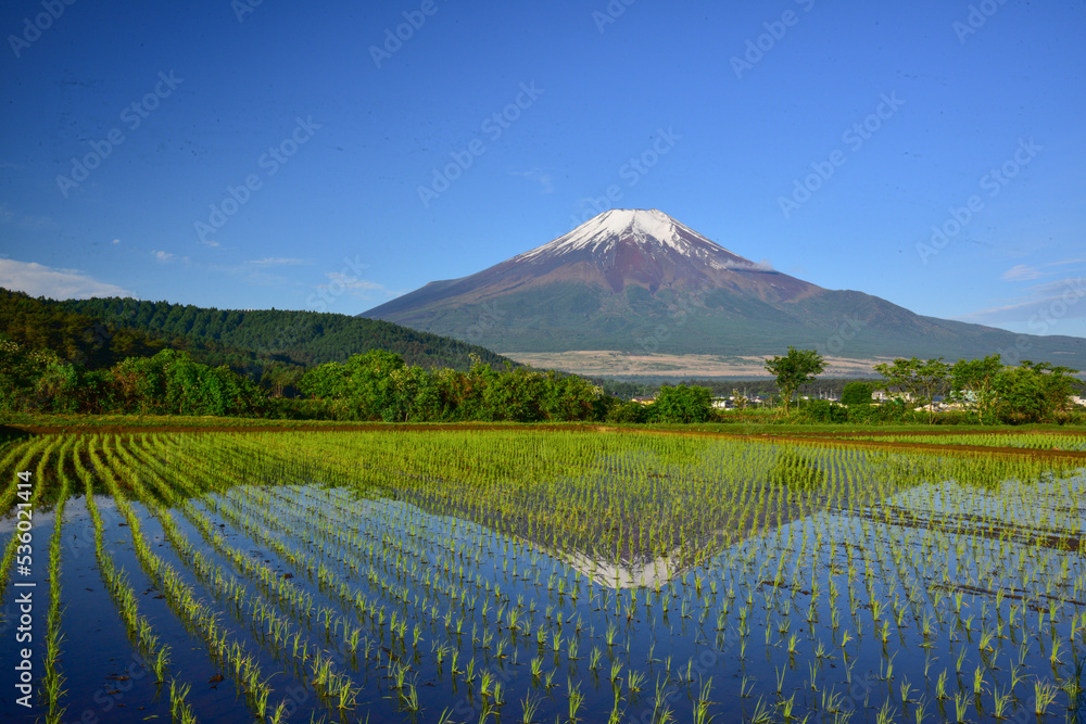 富士山と苗