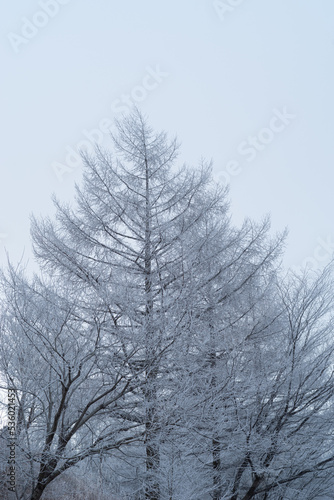 雪景色