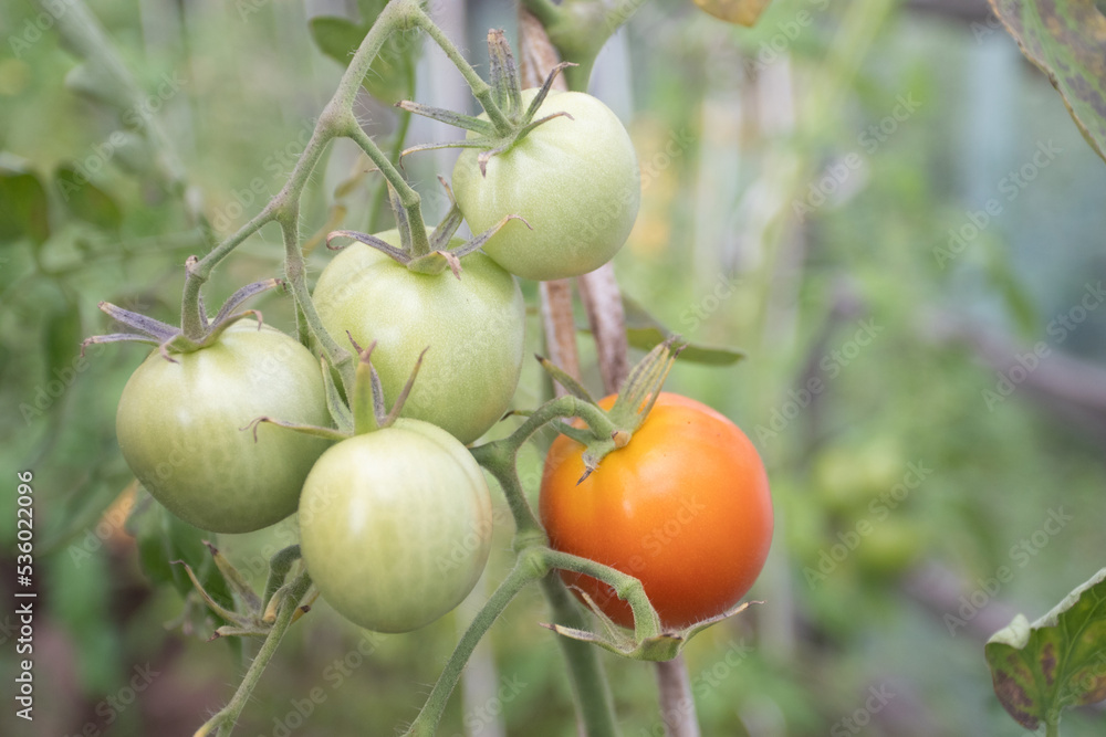 Fresh ripe red tomatoes plant growth in organic greenhouse garden Fresh ripe red tomatoes plant growth in organic greenhouse garden