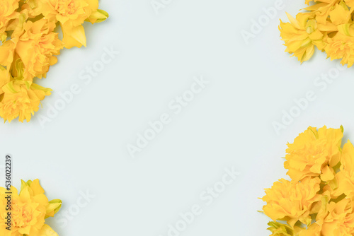 Frame made of yellow narcissus on a blue pastel background with place for text.