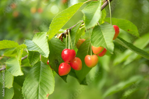 Cherry tree branch with fruits growing in the garden