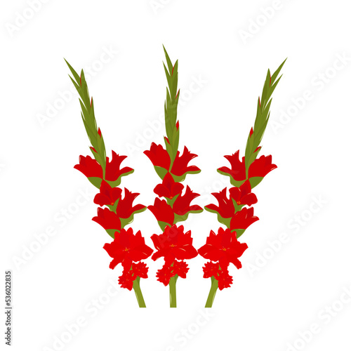 Autumn gladiolus flowers


