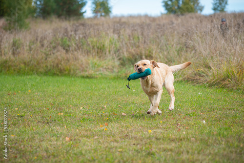 Fotografia Beautiful Labrador Retriever carrying a training dummy in its mouth