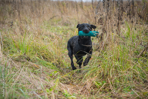 Beautiful Labrador Retriever carrying a training dummy in its mouth.	
