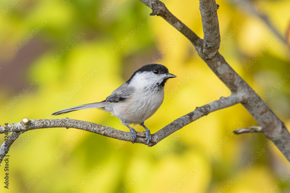 Obraz premium willow tit