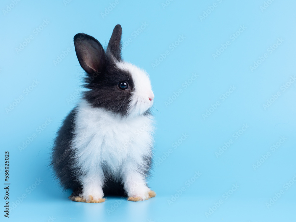 Front view of cute baby rabbit sitting on blue background. Lovely action of young rabbit. Front view of cute baby rabbit sitting on blue background. Lovely action of young rabbit.