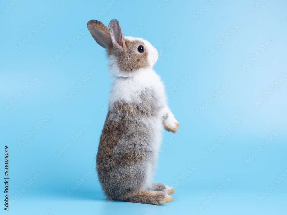 Obraz premium Side view of cute baby rabbit standing on blue background. Lovely action of young rabbit.