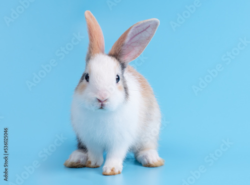 Front view of cute baby rabbit sitting on blue background. Lovely action of young rabbit.